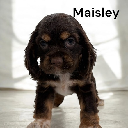 puppy, for, sale, Cocker Spaniel, Joe & Cherri  Overlease, dog, breeder, Miller, MO, dog-breeder, puppy-for-sale, forsale, nearby, find, puppyfind, locator, puppylocator, aca